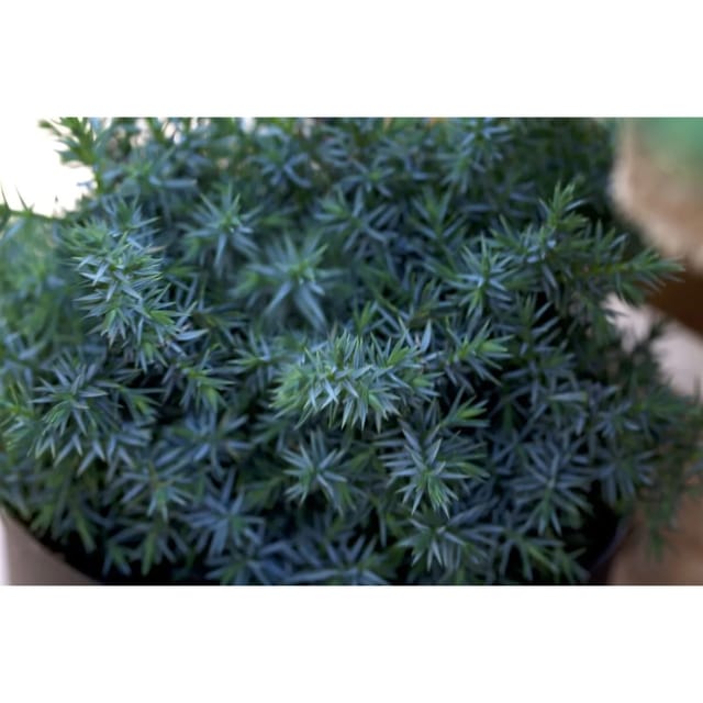Juniperus Chinensis Blue Alps Chinesischer Wacholder Blaugrün 80–100 cm