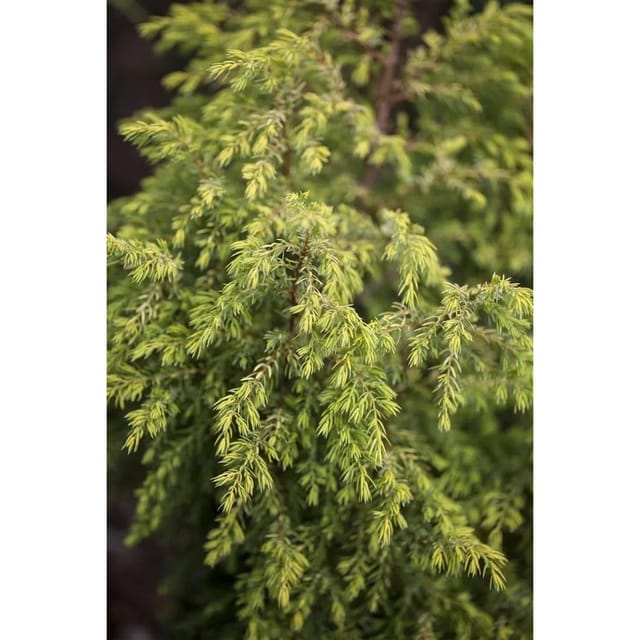 Juniperus Communis Gold Cone Wacholder Goldgelb 30–40 cm