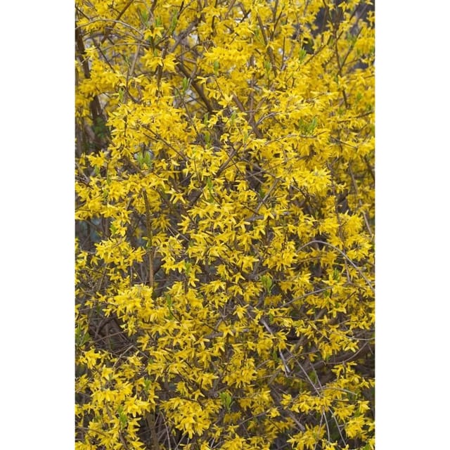 Forsythia Lynwood Goldglöckchen Leuchtend Gelb 80–100 cm