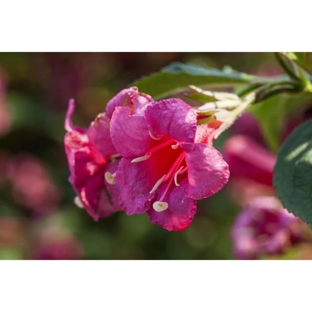 Weigela Newport Red Weigelie Leuchtend Rot 40–60 cm