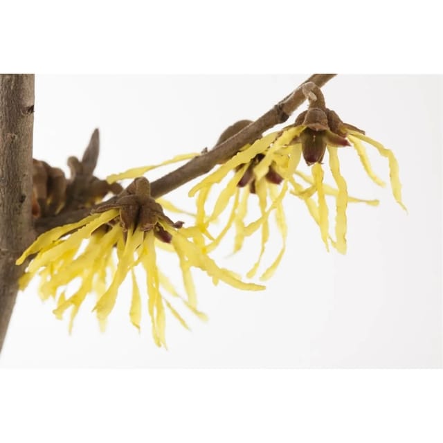Hamamelis Intermedia Pallida Zaubernuss Gelb 40–60 cm