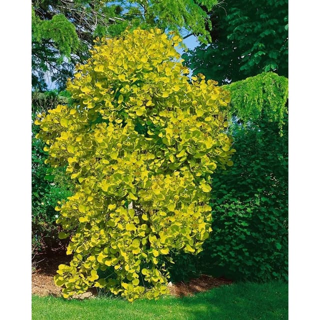 Cotinus Coggygria Golden Spirit Perückenstrauch Goldgelb 100–125 cm