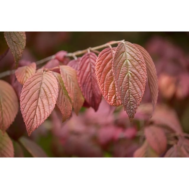 Viburnum Plicatum Mariesii Japanischer Schneeball 30–40 cm