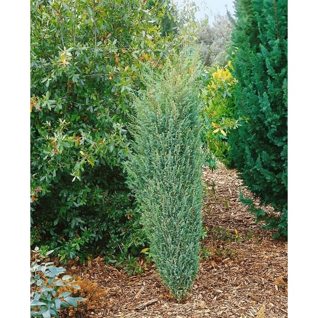 Juniperus Communis Excelsa Wacholder 60–80 cm
