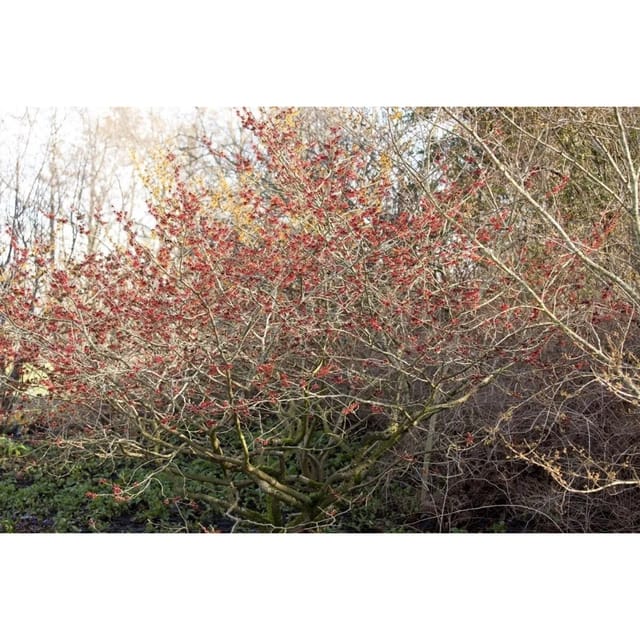 Hamamelis Intermedia Feuerzauber Zaubernuss Leuchtend Rot 100–125 cm
