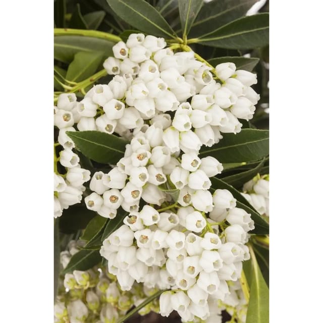 Pieris Japonica Debutante Japanische Lavendelheide Weiß 20–25 cm