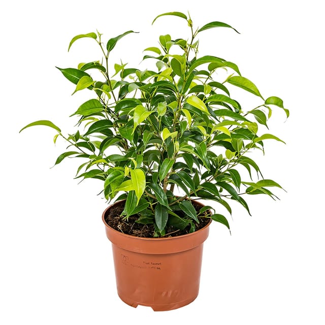 GROW by OBI Birkenfeige Natasja Höhe ca. 30 cm Topf-Ø ca. 12cm Ficus benjamina