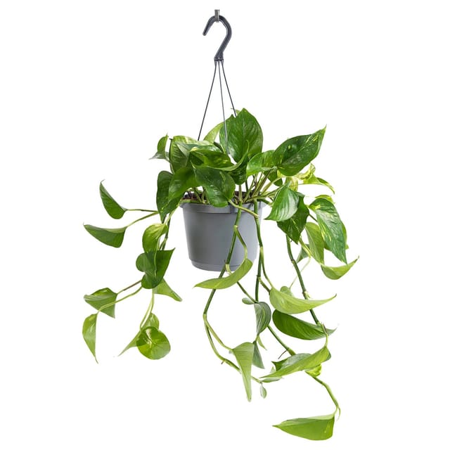 GROW by OBI Efeutute Aureum Topf-Ø ca. 17 cm Epipremnum Aureum