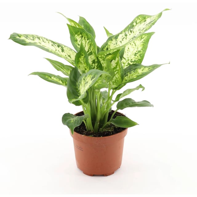 GROW by OBI Compacta Höhe ca. 35 cm Topf-Ø 12 cm Dieffenbachia maculata
