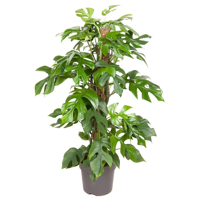 GROW by OBI Fensterblatt am Moosstab H ca. 80 cm Topf-Ø ca. 19 cm MonsteraMinima