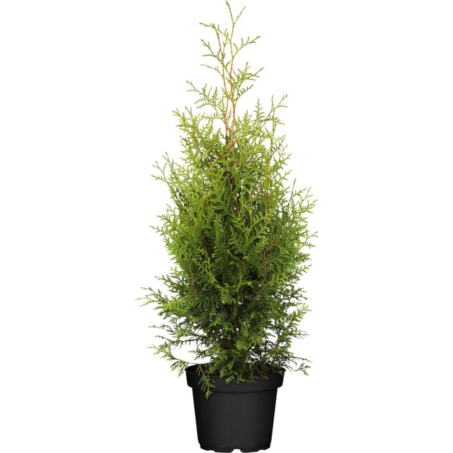 Lebensbaum Brabant Set à 30 Stück Höhe ca. 60 - 80 cm Thuja occidentalis