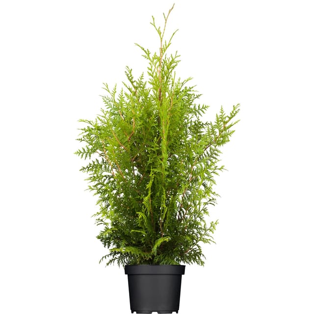 Lebensbaum Brabant Set à 20 Stück Höhe ca. 120-140 cm Thuja occidentalis