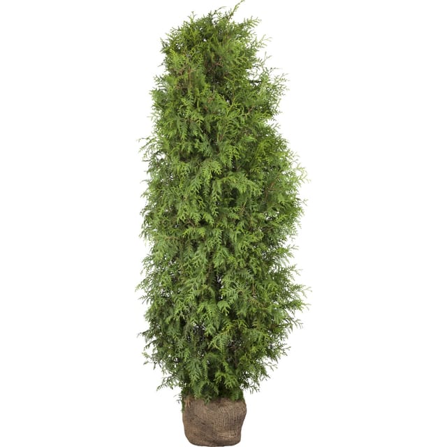 Lebensbaum Brabant Set à 10 Stück Höhe ca. 180-200 cm Thuja occidentalis