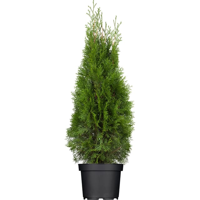 Lebensbaum Smaragd Set à 24 Stück Höhe ca. 60 - 80 cm Thuja occidentalis
