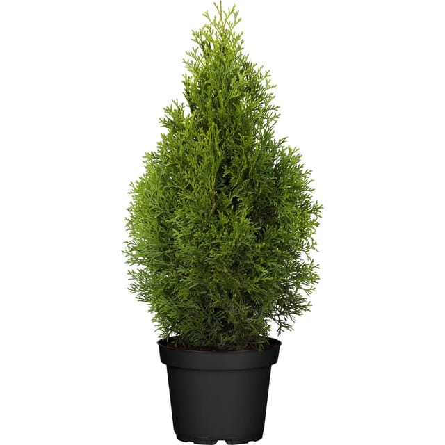Lebensbaum Smaragd Set à 45 Stück Höhe ca. 60 - 80 cm Thuja occidentalis