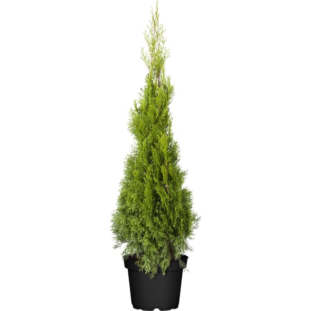 Lebensbaum Smaragd Set à 40 Stück Höhe ca. 120 - 140 cm Thuja occidentalis
