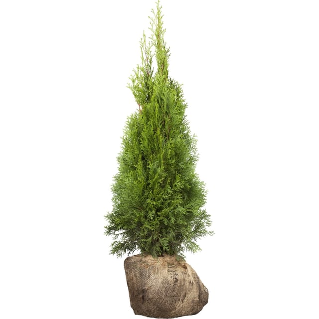Lebensbaum Smaragd Set à 10 Stück Höhe ca. 140 - 160 cm Thuja occidentalis