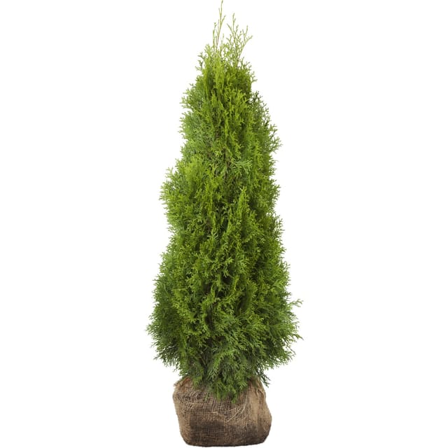 Lebensbaum Smaragd Set à 10 Stück Höhe ca. 160 - 180 cm Thuja occidentalis