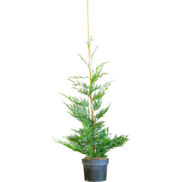 Leylandzypresse Set à 100 Stück Höhe ca. 60 - 80 cm Cupressus ×,eylandii