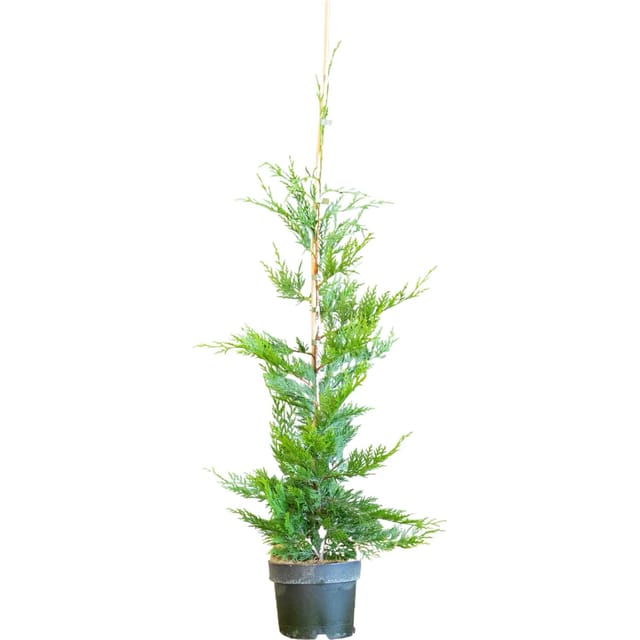 Leylandzypresse Set à 45 Stück Höhe ca. 100 - 125 cm Cupressus ×,eylandii