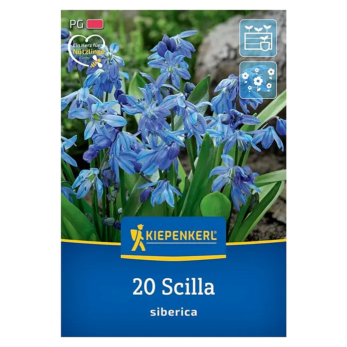 Kiepenkerl Herbstblumenzwiebel Siberisches Blausternchen 20 Stück