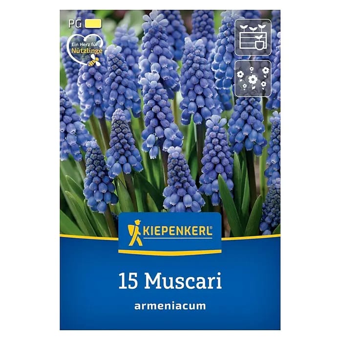 Kiepenkerl Herbstblumenzwiebel Armenische Traubenhyazinthe 15 Stück