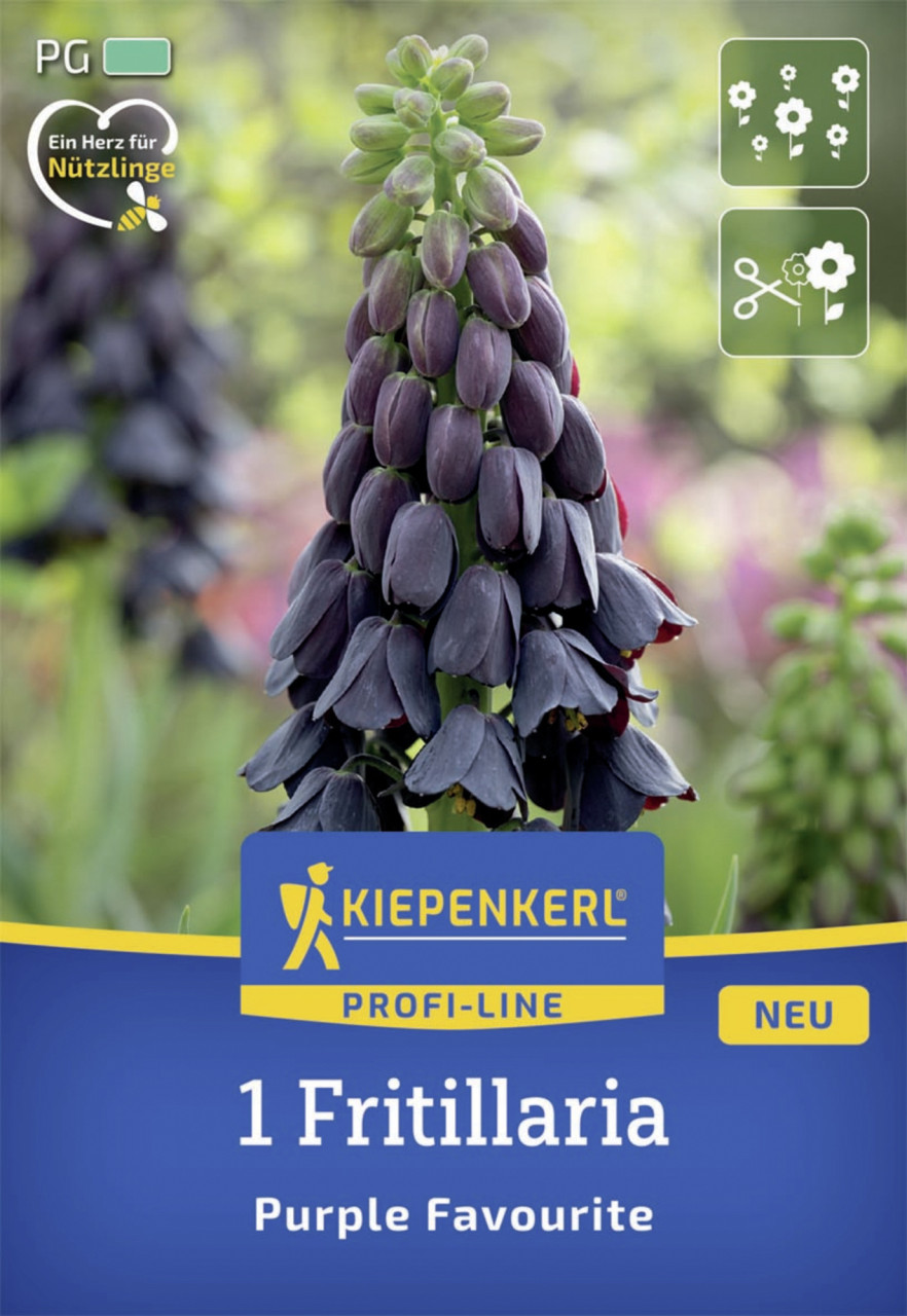 Kiepenkerl Herbstblumenzwiebel Profi-Line Persische Kaiserkrone Purple Favourite 1 Stück