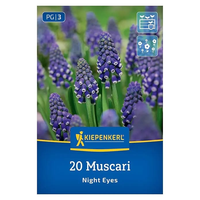 Kiepenkerl Herbstblumenzwiebel Traubenhyazinthe Night Eyes 20 Stück