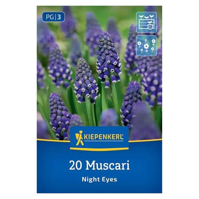 Kiepenkerl Herbstblumenzwiebel Traubenhyazinthe Night Eyes 20 Stück