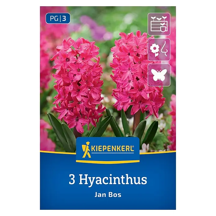 Kiepenkerl Herbstblumenzwiebel Hyazinthe Jan Bos 3 Stück
