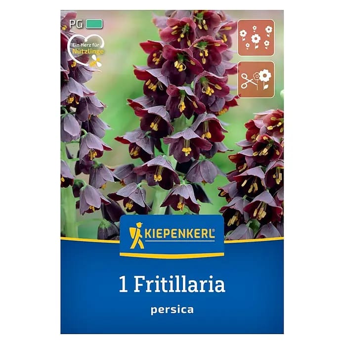 Kiepenkerl Herbstblumenzwiebel Persische Kaiserkrone 1 Stück
