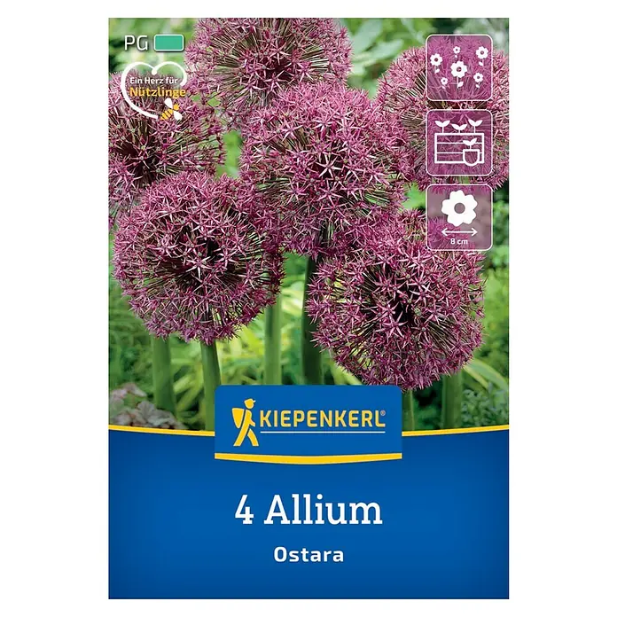 Kiepenkerl Herbstblumenzwiebel Zierlauch Ostara 4 Stück