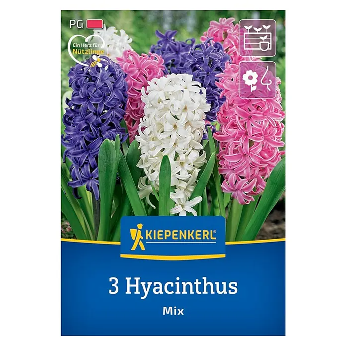 Kiepenkerl Herbstblumenzwiebel Hyazinthen Mischung 3 Stück