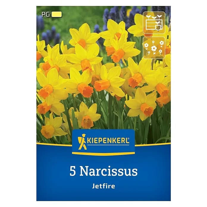 Kiepenkerl Herbstblumenzwiebel Alpenveilchen-Narzisse Jetfire 5 Stück