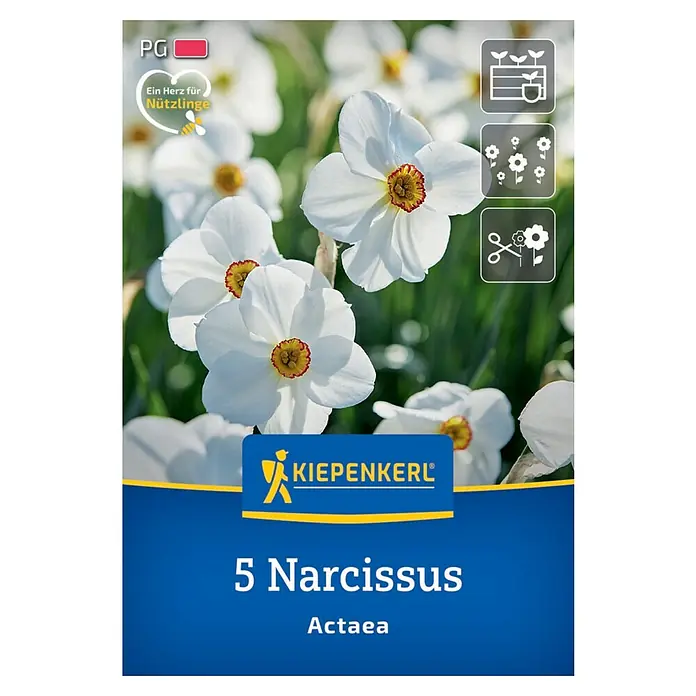 Kiepenkerl Herbstblumenzwiebel Dichternarzisse Actaea 5 Stück