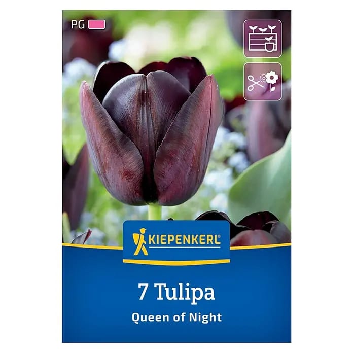 Kiepenkerl Herbstblumenzwiebel Tulpe Queen of Night 7 Stück