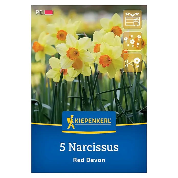 Kiepenkerl Herbstblumenzwiebel Trompeten-Narzisse Red Devon 5 Stück