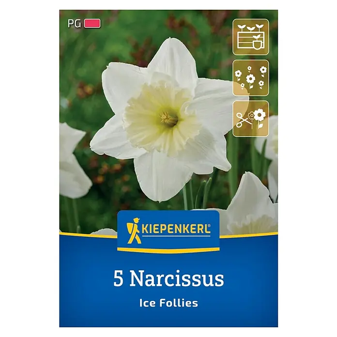 Kiepenkerl Herbstblumenzwiebel Großkronige Narzisse Ice Follies 5 Stück
