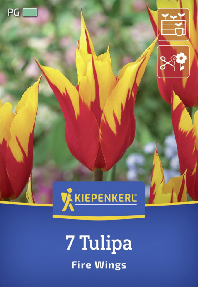 Kiepenkerl Herbstblumenzwiebel Lilienblütige Tulpe Fire Wings 7 Stück