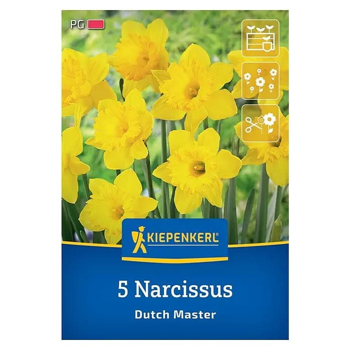 Kiepenkerl Herbstblumenzwiebel Trompeten-Narzisse Dutch Master 5 Stück