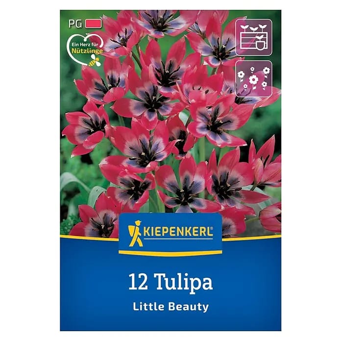 Kiepenkerl Herbstblumenzwiebel Wildtulpe Little Beauty 12 Stück