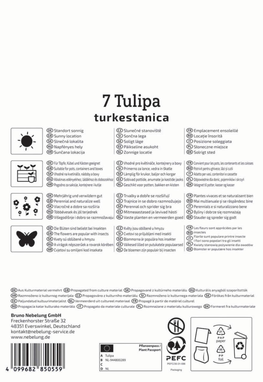 Kiepenkerl Herbstblumenzwiebel Wildtulpe Tulipa turkestanica 7 Stück