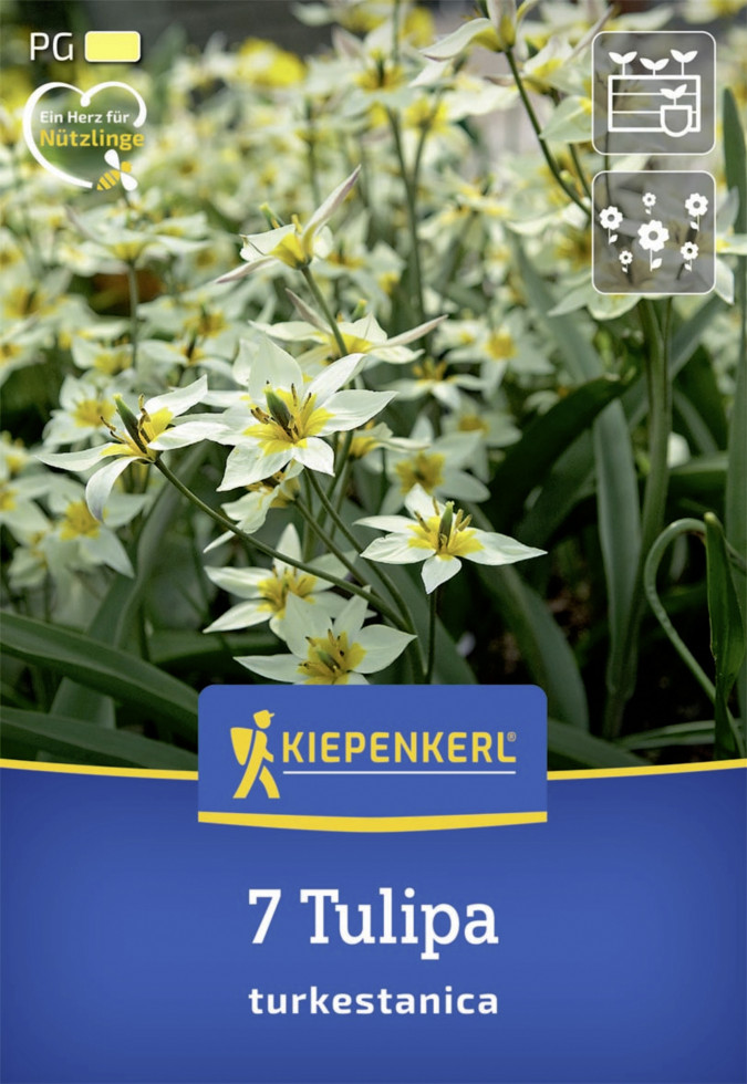 Kiepenkerl Herbstblumenzwiebel Wildtulpe Tulipa turkestanica 7 Stück Bild 2