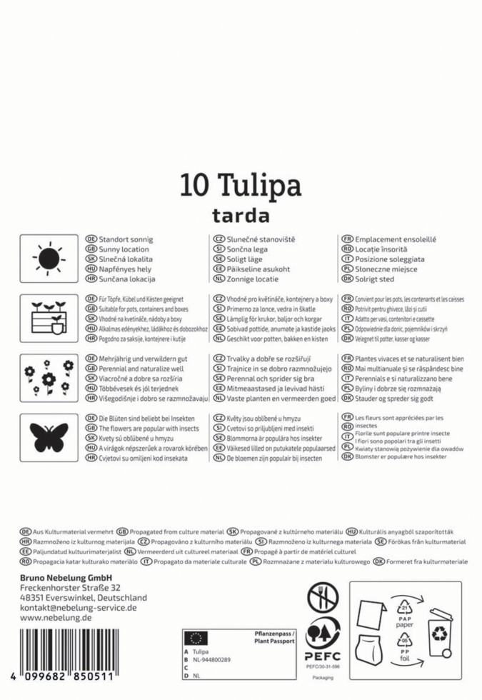 Kiepenkerl Herbstblumenzwiebel Wildtulpe Tulipa tarda 10 Stück