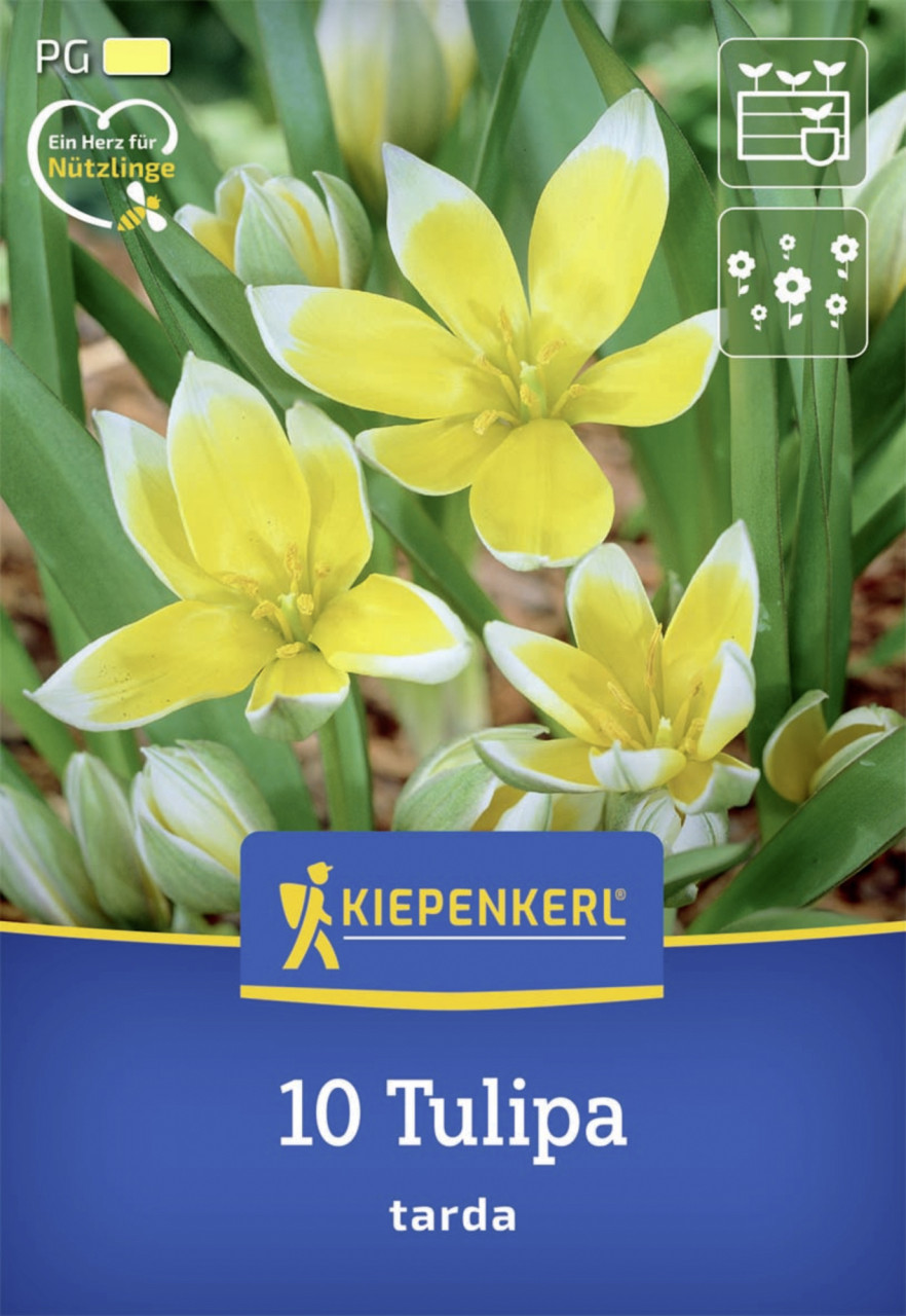 Kiepenkerl Herbstblumenzwiebel Wildtulpe Tulipa tarda 10 Stück Bild 2