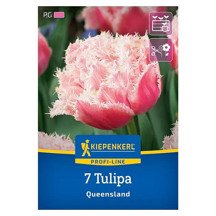 Kiepenkerl Herbstblumenzwiebel Profi-Line Tulpe Queensland 7 Stück