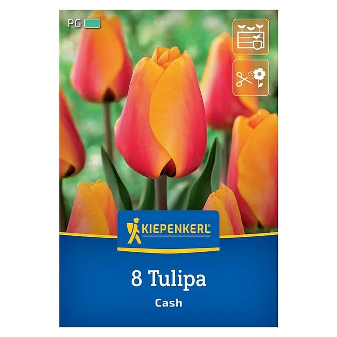 Kiepenkerl Herbstblumenzwiebel Darwin-Hybrid-Tulpe Cash 8 Stück