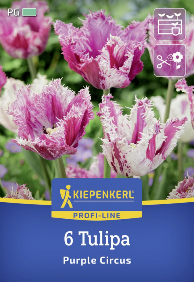 Kiepenkerl Herbstblumenzwiebel Profi-Line Purple Circus 6 Stück Bild 2