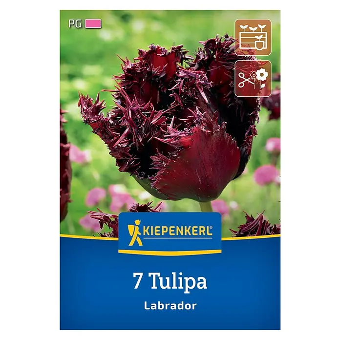 Kiepenkerl Herbstblumenzwiebel Tulpe Labrador 7 Stück