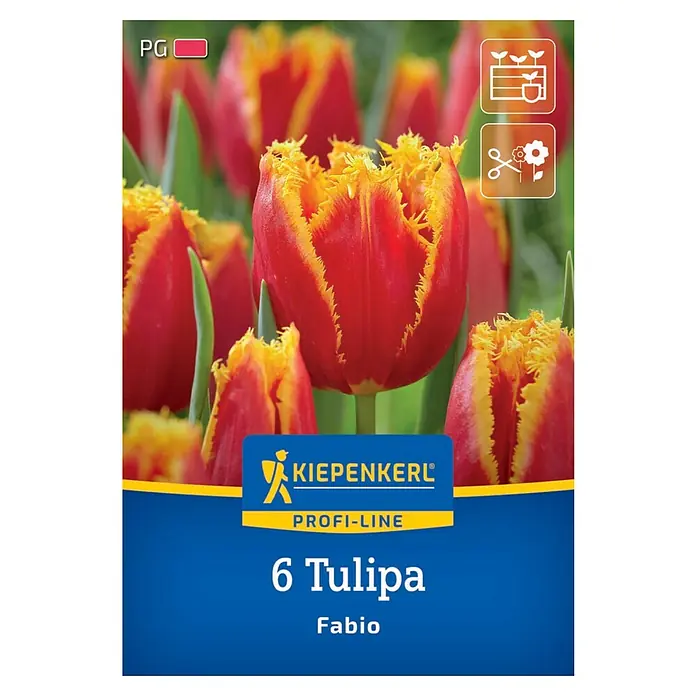 Kiepenkerl Herbstblumenzwiebel Tulpe Fabio 6 Stück
